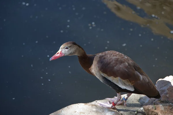 Black Bellied Whistling Duck — Stock Photo, Image