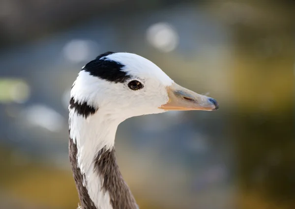 Бар Headed Goose — стоковое фото
