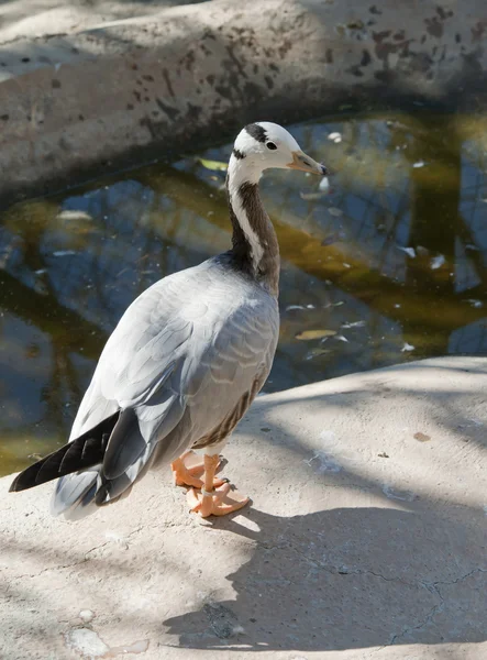 Бар Headed Goose — стоковое фото