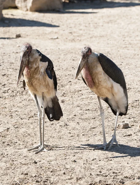 Två marabou storkarna — Stockfoto