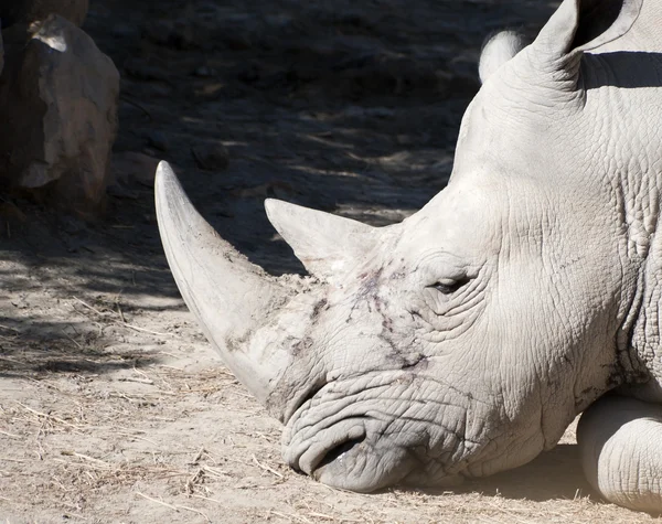 Rhinocéros blanc — Photo