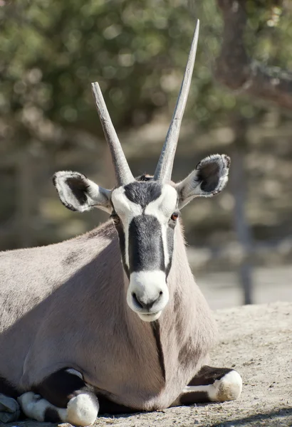 Scimitar behornade oryx — Stockfoto