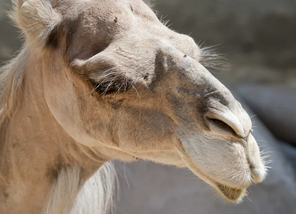 Gros plan d'un chameau — Photo