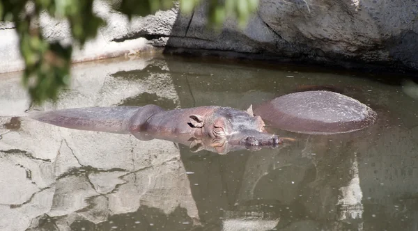 Hippopotame se prélassant dans une piscine — Photo
