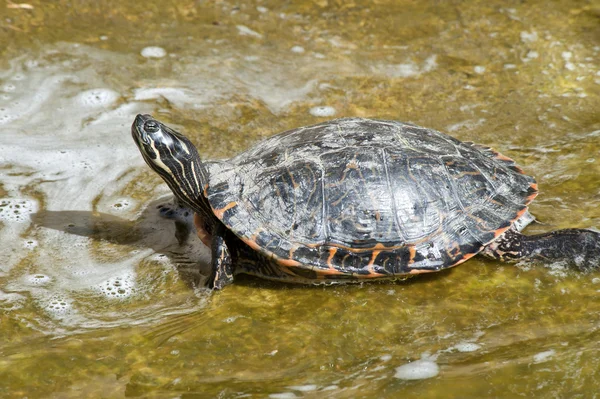 Red necked slider turtle — Stock Photo, Image