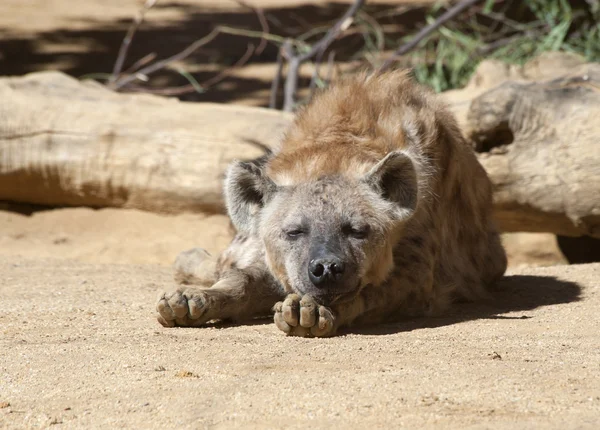 斑鬣狗 — 图库照片