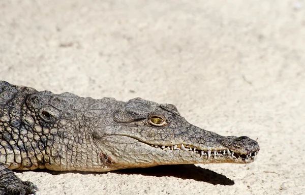 Krokodýl nilský — Stock fotografie