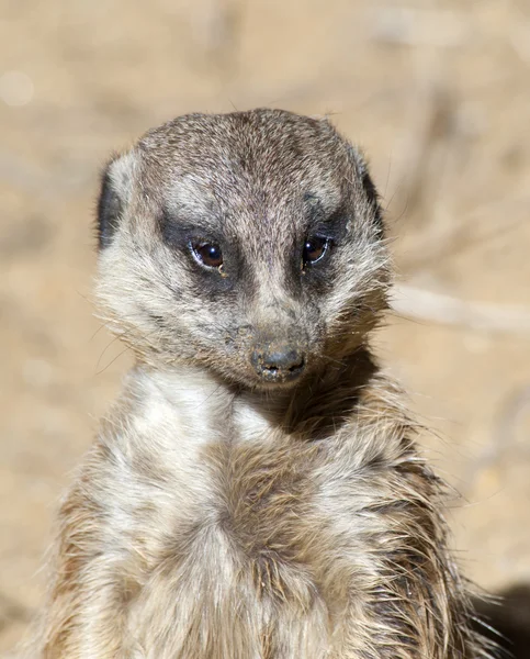 Κλείσιμο ενός meerkat — Φωτογραφία Αρχείου