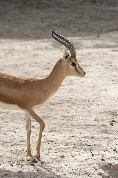 Dorcas Gazelle — Stockfoto