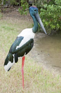 Black necked stork clipart