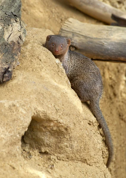 Firavun faresi — Stok fotoğraf