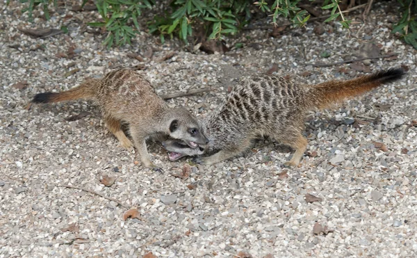 Deux suricates jouant — Photo