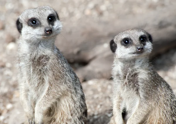 Δύο meerkats στο καθήκον επιφυλακή — Φωτογραφία Αρχείου