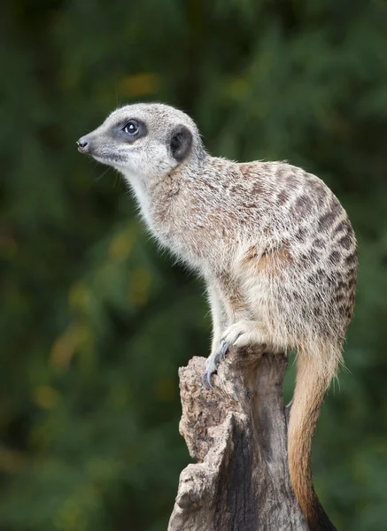 Meerkat σε επιφυλακή — Φωτογραφία Αρχείου