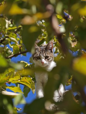 Ağaçta oturan bir kedi.