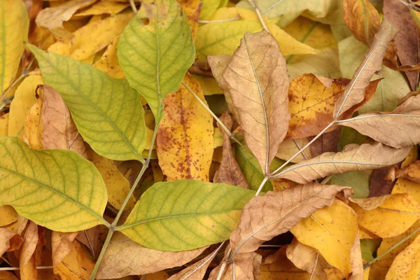 Stock image Heap of dried leaves.