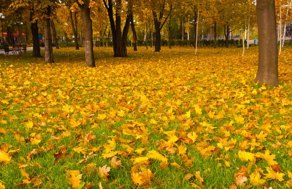 stock image Autumn