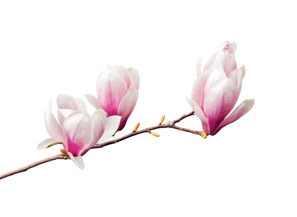 Magnolia Rechtenvrije Stockafbeeldingen