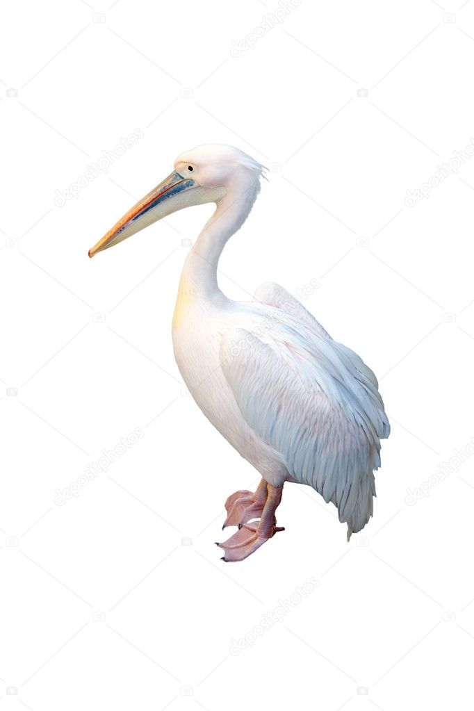 White Pelican - Pelecanus