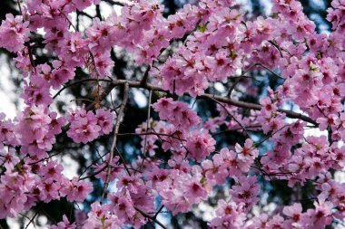 Sakura (kiraz çiçekleri)