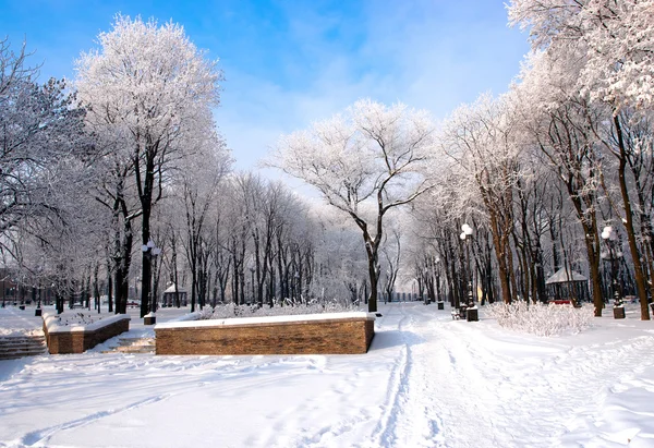 Beautiful frozen trees in the park Donetsk. — Stock Photo, Image