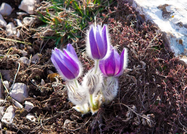 Pasqueflower (Pulsatilla vernalis)