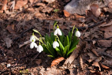 First spring flowers clipart