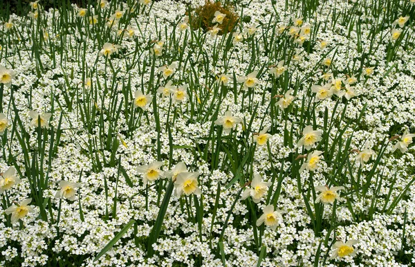 Stock image Yellow Daffodil field in spring