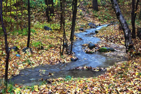 Creek en bosque de otoño — Foto de Stock