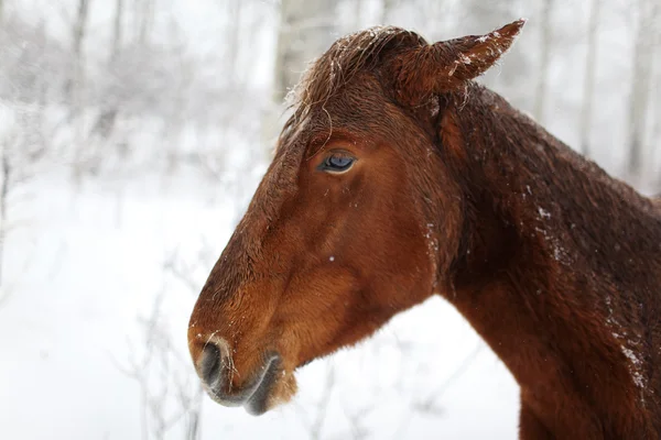 Portrét koně v zimním lese — Stock fotografie