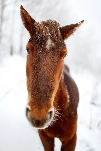 Portrait horse in winter forest — Stock Photo, Image