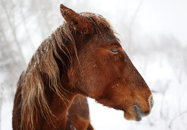 Stående häst i vinter skog — Stockfoto