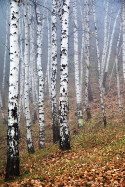 Birches in the Fog clipart