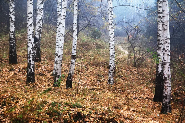 Birches sis — Stok fotoğraf