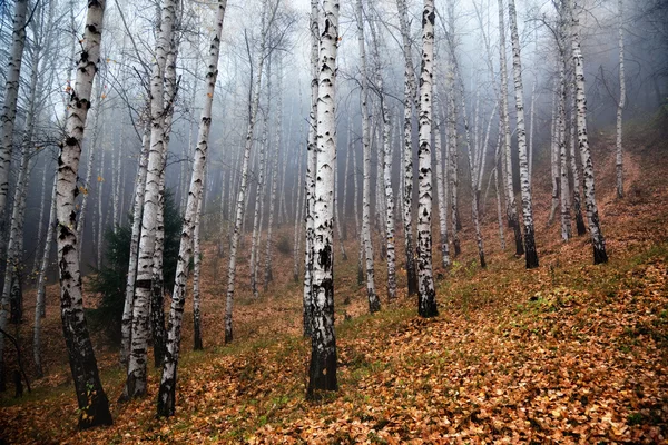 桦树在雾中 — 图库照片