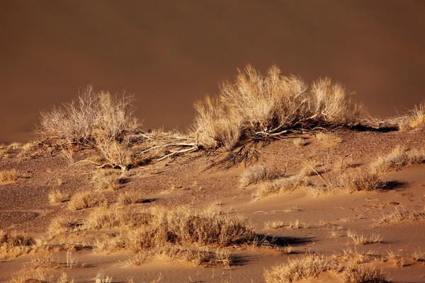 Desierto de arena - plantas en dunas —  Fotos de Stock