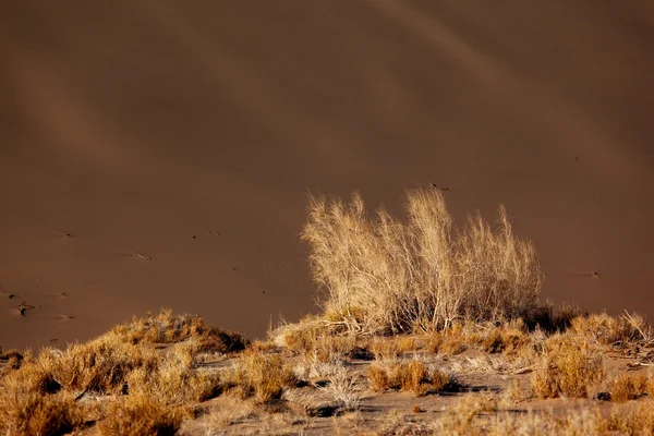 Deserto de areia - plantas em dunas — Fotografia de Stock