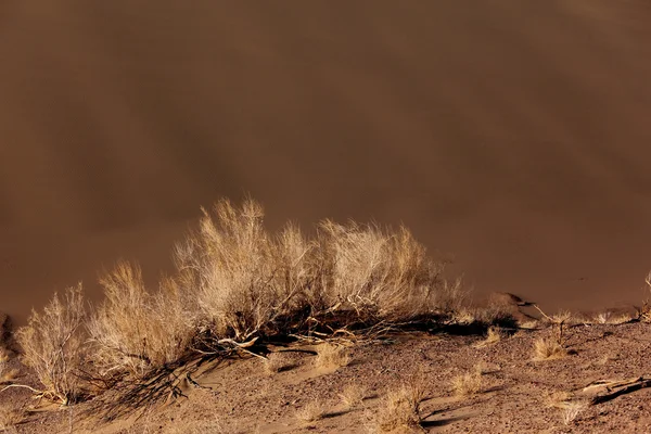 砂漠の砂丘の中の植物 — ストック写真