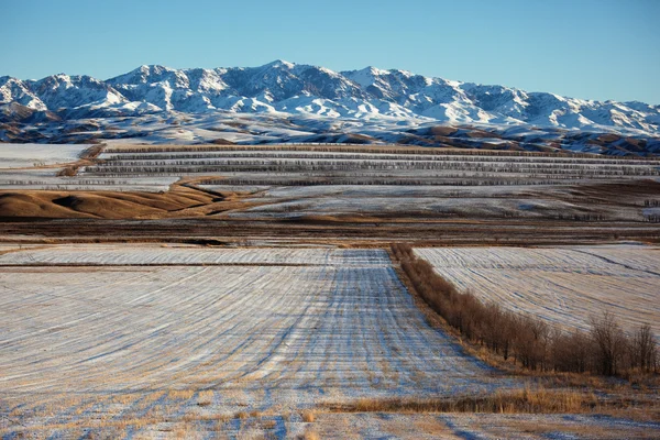 Eerste sneeuw op de velden — Stockfoto