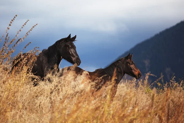 Две лошади в горах — стоковое фото