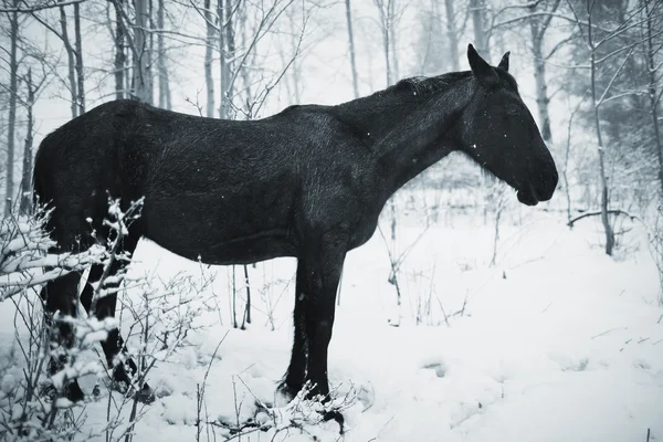 Paard in het winterbos — Stockfoto