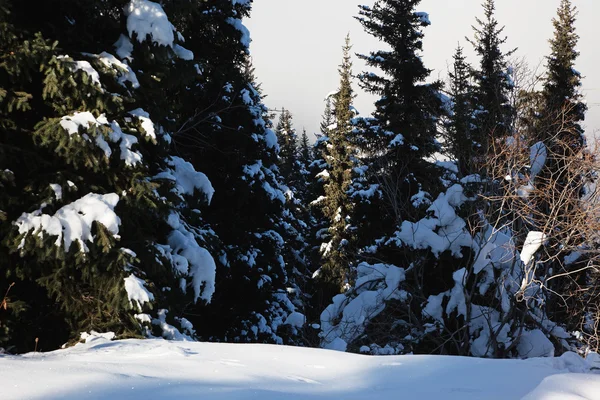 Χειμερινό δάσος — Φωτογραφία Αρχείου