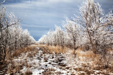 Woodland belt after the first snowfall clipart