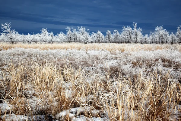 草原と最初の降雪の後の木 — ストック写真