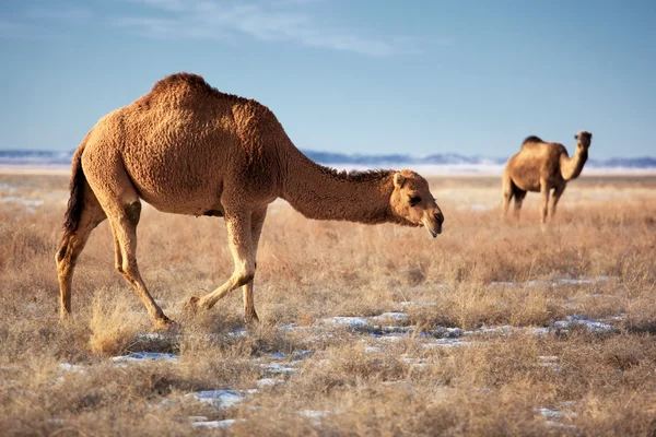 Camels on winter desert — Stock Photo, Image