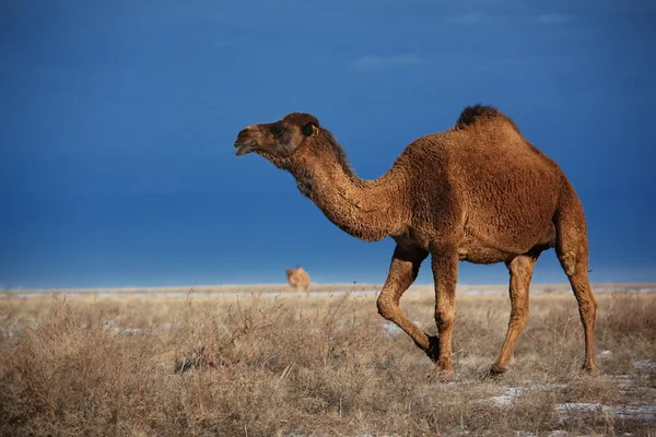 Верблюды Зимней Пустыне Казахстане — стоковое фото