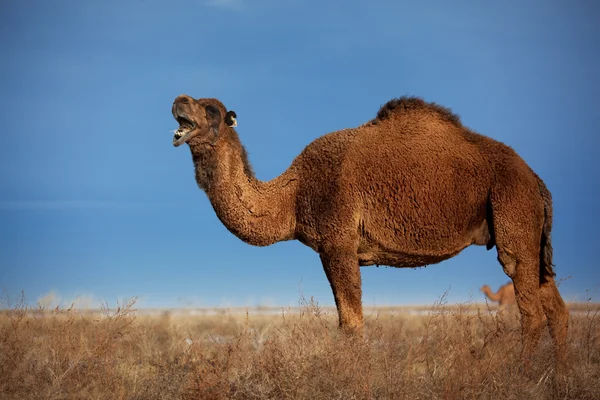 Верблюди на зимовій пустелі — стокове фото