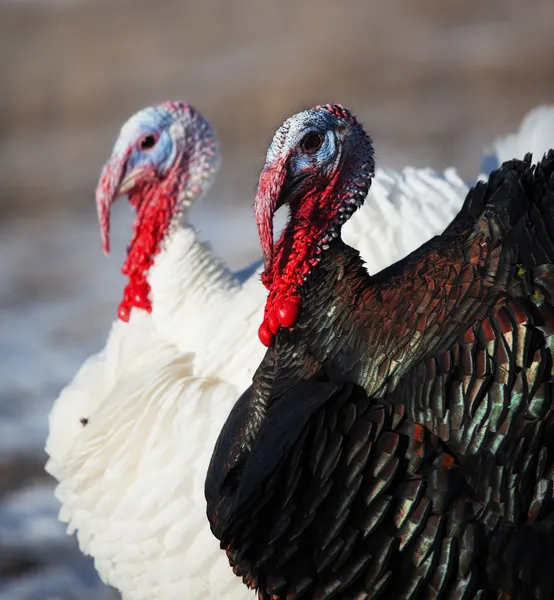 Black White Turkey Winter Field — Stock Photo, Image