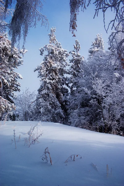 Ormanda Kar Ile Kaplı Ağaçlar — Stok fotoğraf