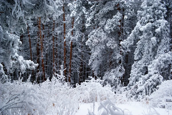 Erdőben Hóval Borított Fák — Stock Fotó